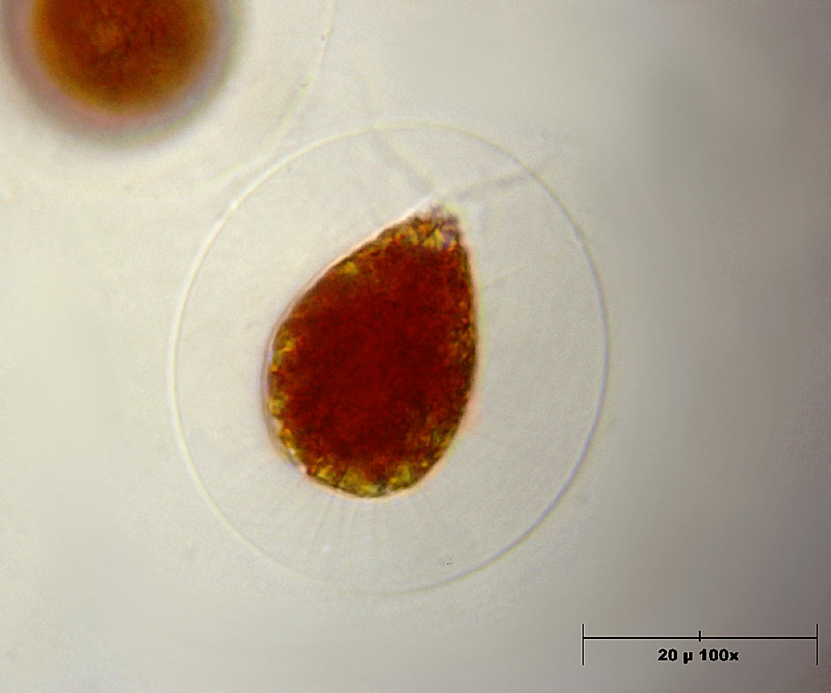 haematococcus anch''io